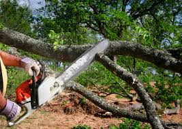 Leaf Removal in Ivins, UT